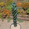 Spiral Cactus - Cereus forbesii &