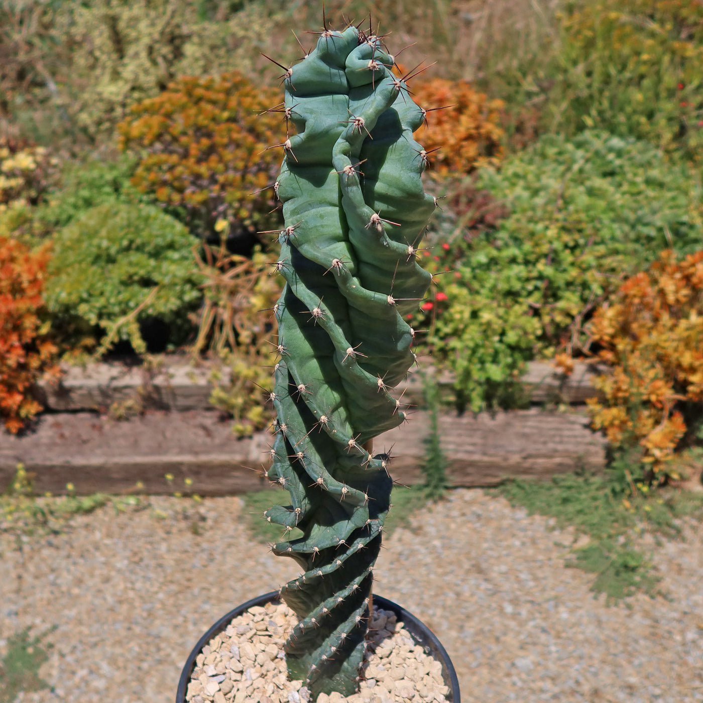 Spiral Cactus - Cereus forbesii 'spiralis