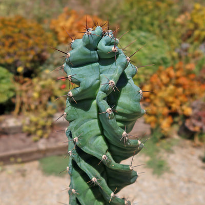 Spiral Cactus - Cereus forbesii 'spiralis