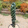 Spiral Cactus - Cereus forbesii &