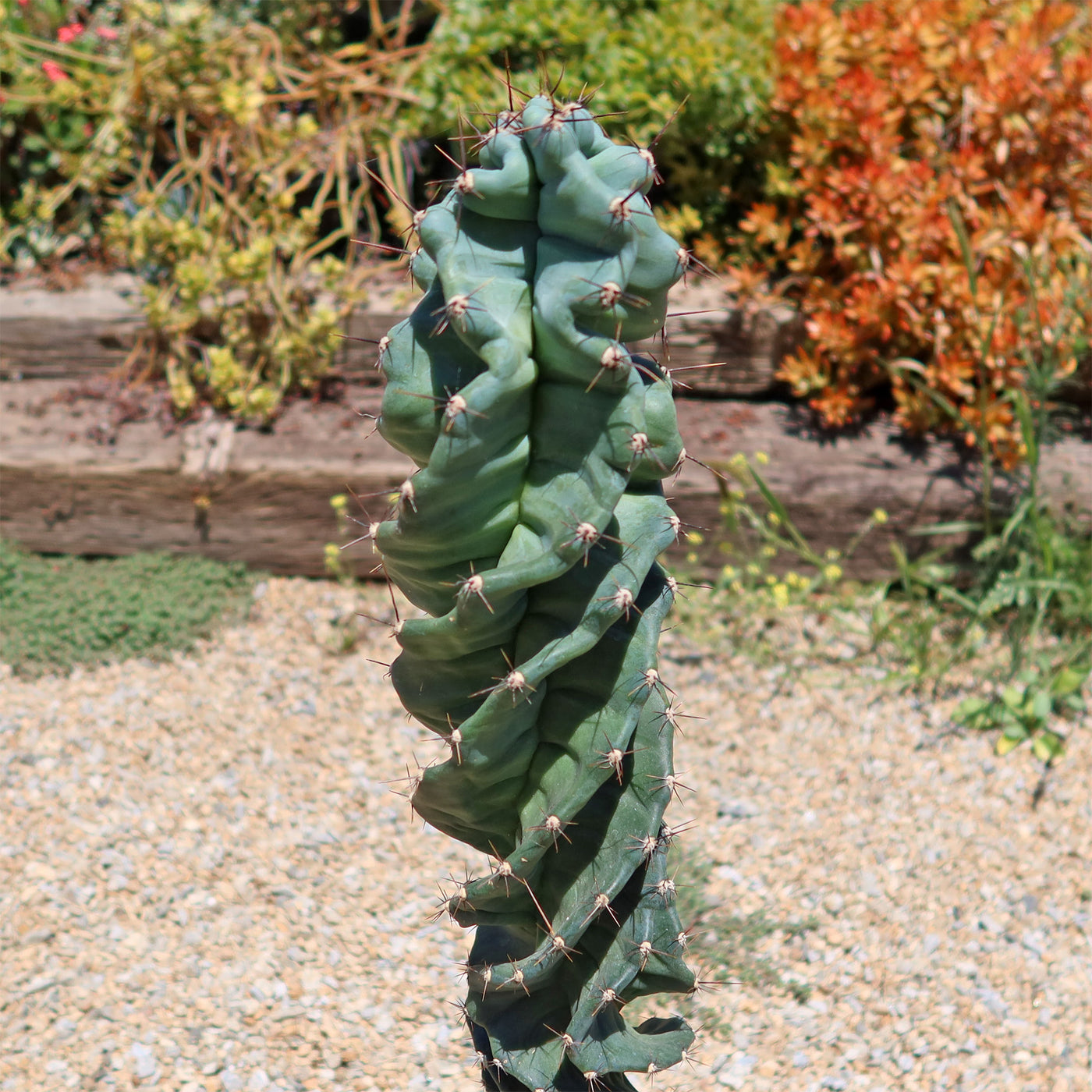 Spiral Cactus - Cereus forbesii 'spiralis