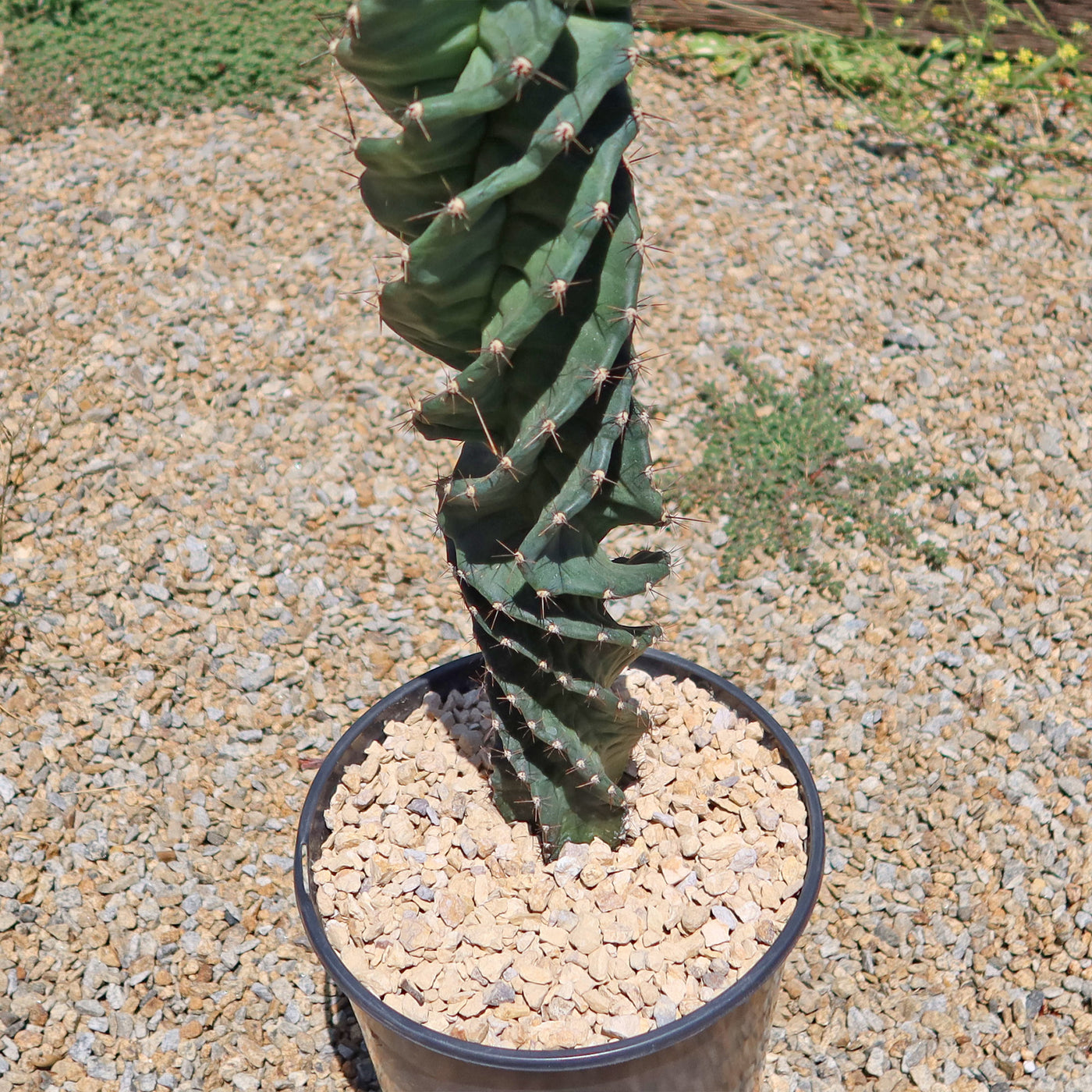 Spiral Cactus - Cereus forbesii 'spiralis