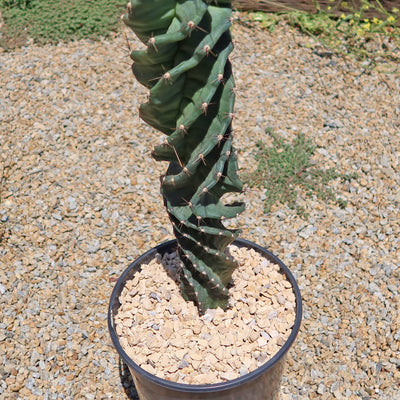 Spiral Cactus - Cereus forbesii 'spiralis