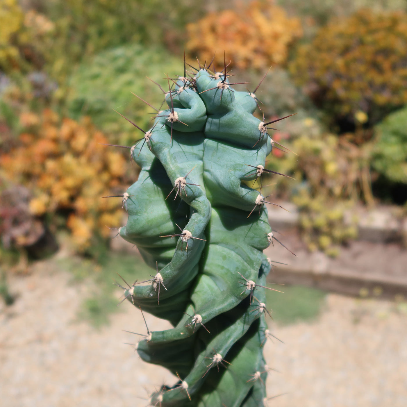 Spiral Cactus - Cereus forbesii 'spiralis