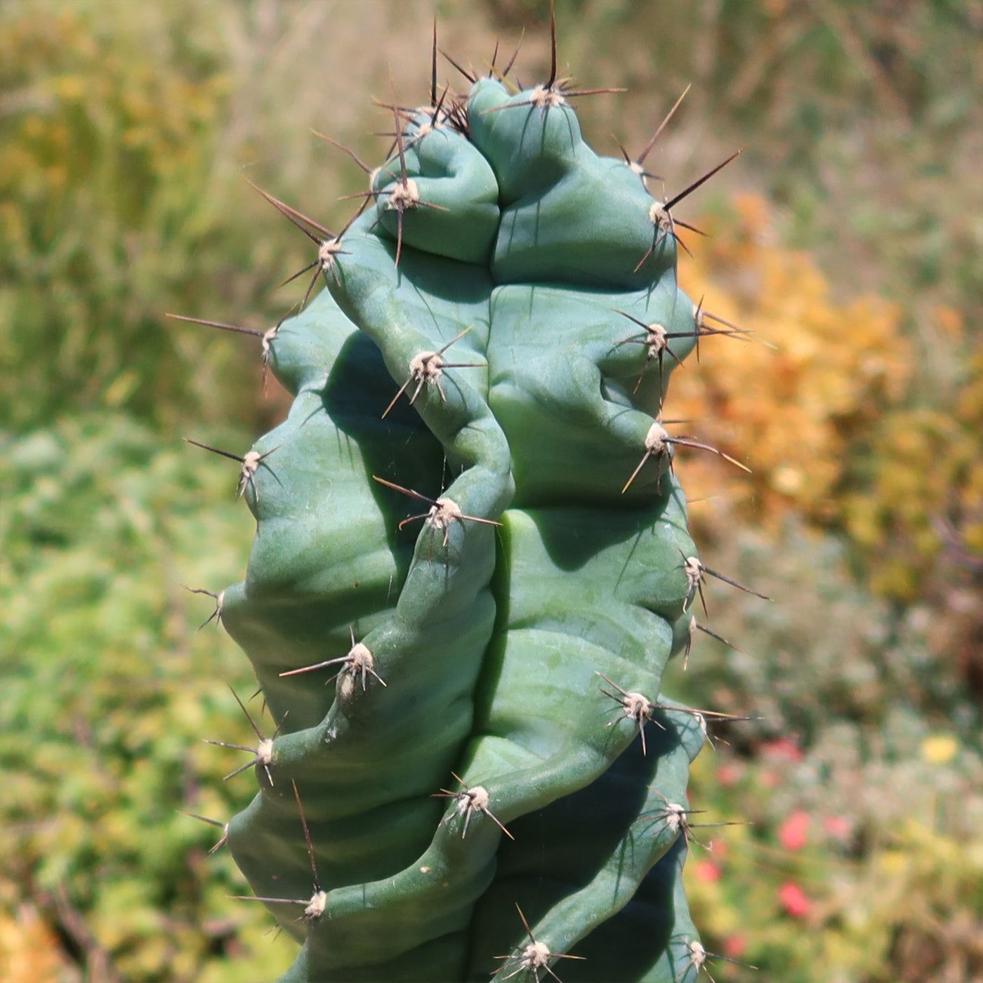 Spiral Cactus - Cereus forbesii 'spiralis