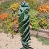 Spiral Cactus - Cereus forbesii &