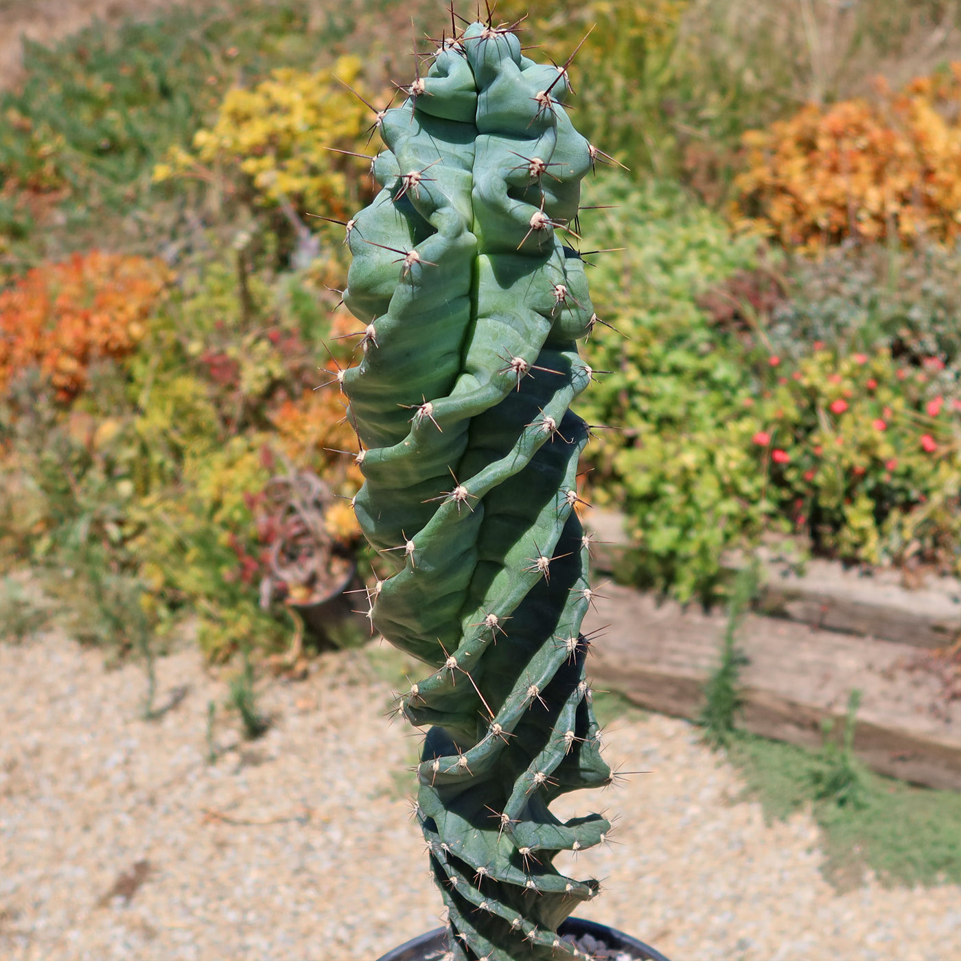 Spiral Cactus - Cereus forbesii 'spiralis