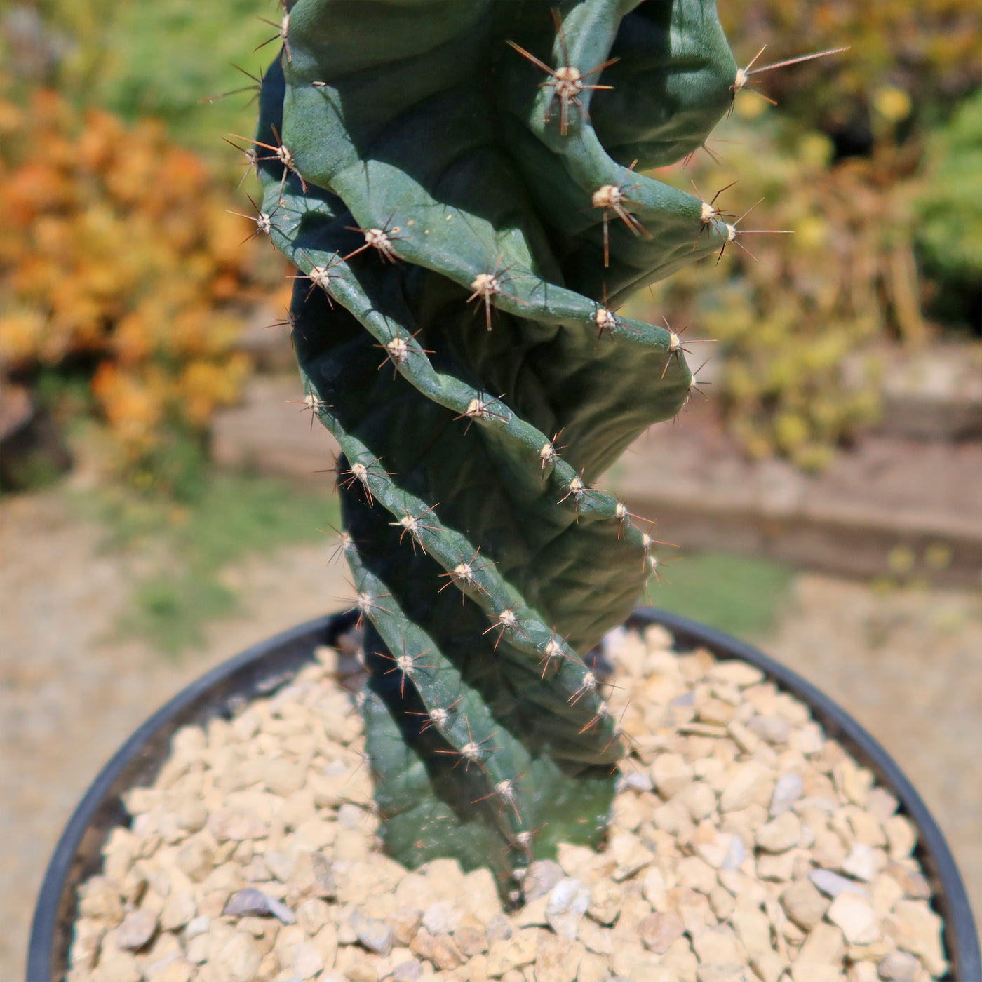 Spiral Cactus - Cereus forbesii 'spiralis