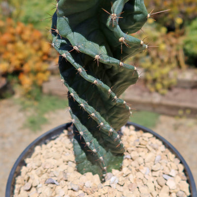 Spiral Cactus - Cereus forbesii 'spiralis