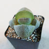 Close-up of Split Rock Succulent &