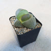 Split Rock Succulent &