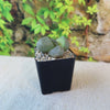 A small black pot with a Split Rock Succulent (Pleiospilos nelii) sits on a light surface, green stone-like leaves among pebbles.