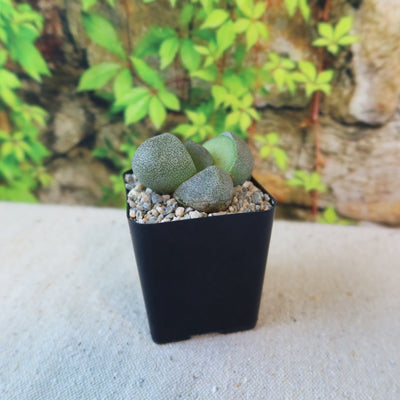split rock succulent squishy Split Rock Succulent 'Pleiospilos nelii' mesembs - Fast Delivery