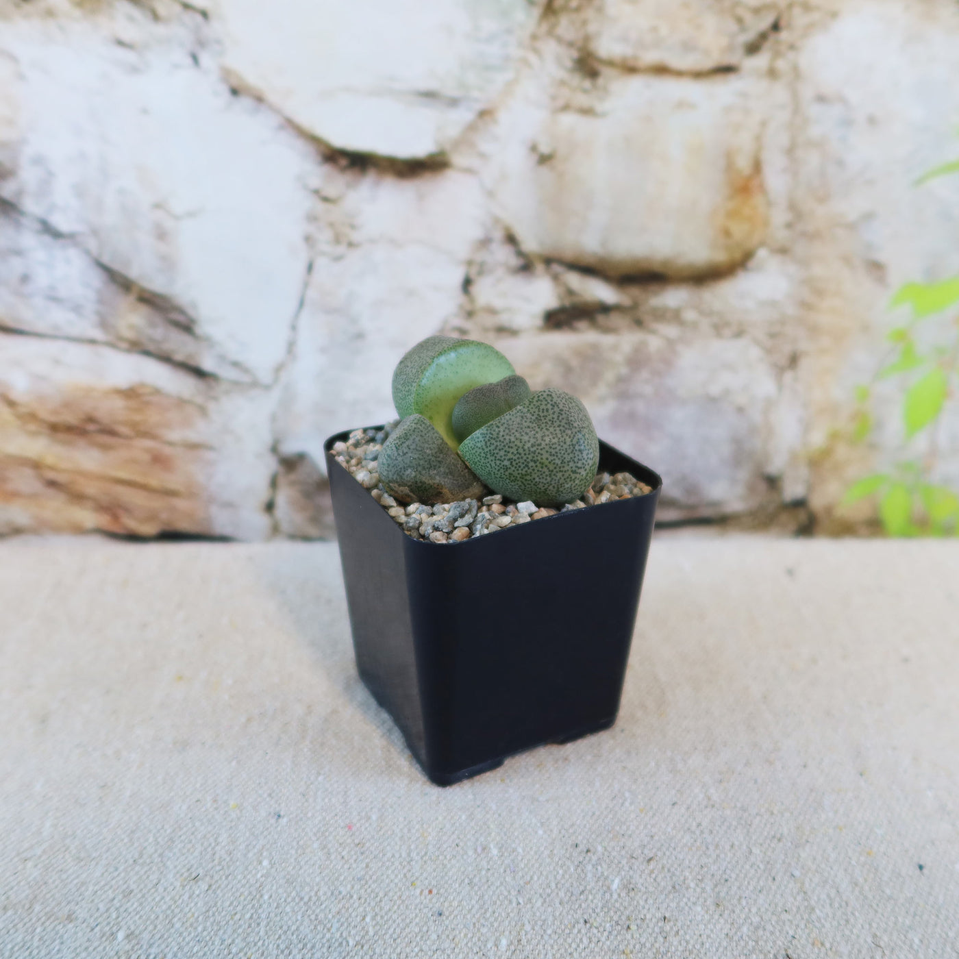 split rock succulent Split Rock Succulent 'Pleiospilos nelii' mesembs - Fast Delivery