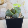 Close-up of Split Rock Succulent &
