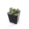 Split Rock Succulent &