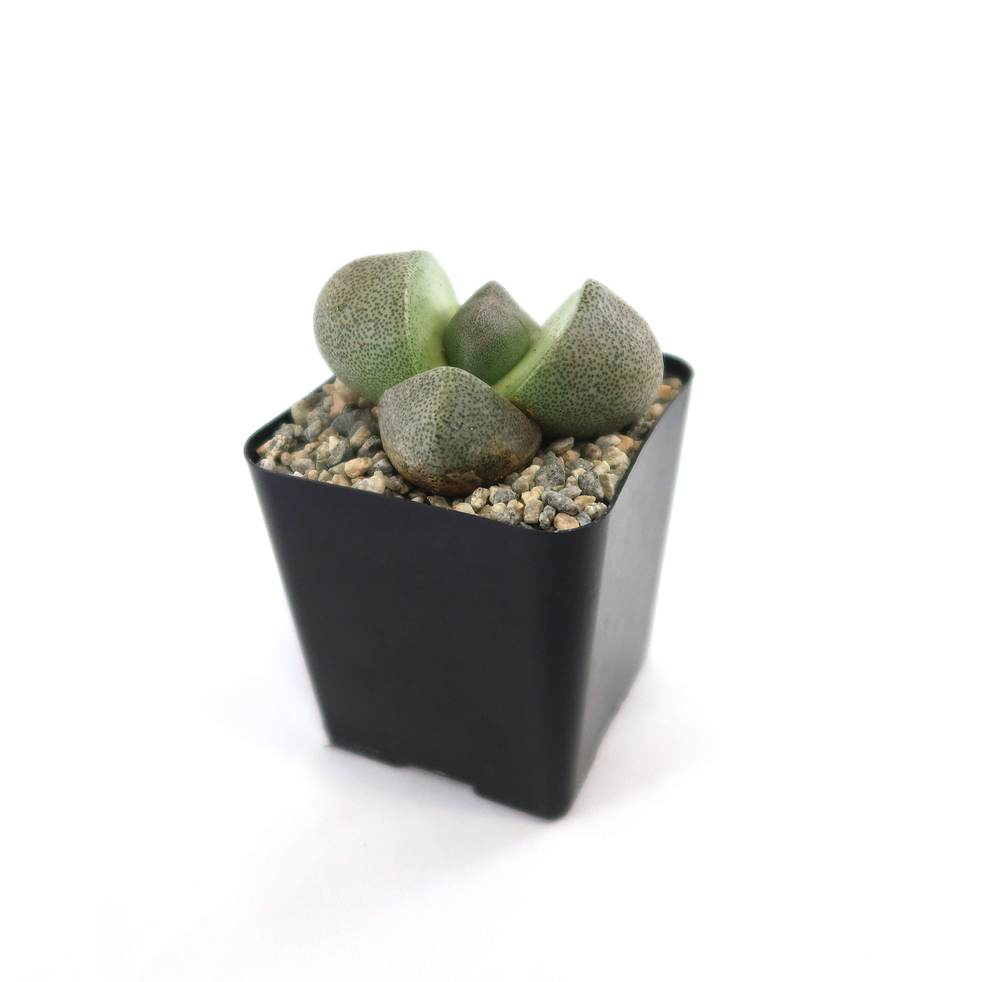 Split Rock Succulent 'Pleiospilos nelii' mesembs - Fast Delivery | Planet  Desert