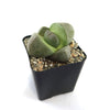 Split Rock Succulent &