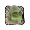 Top view of Split Rock Succulent &