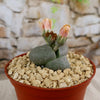 Split Rock Succulent &