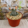 Split Rock Succulent &