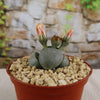 Split Rock Succulent &