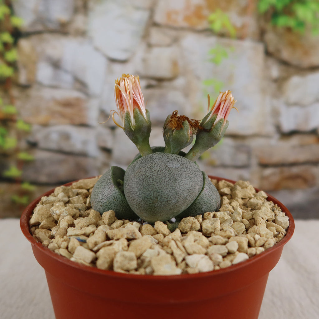 patrol_placeholder_a6ead9acc5af34cb22c78a05ed144ef7