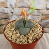 Split Rock Succulent &