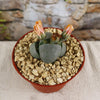 Split Rock Succulent &