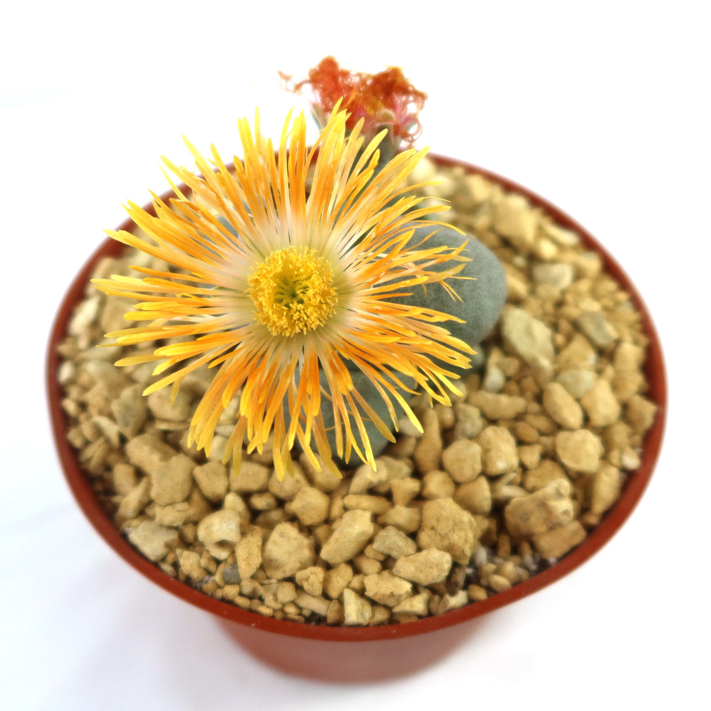 Split Rock Succulent 'Pleiospilos nelii' mesembs - Fast Delivery