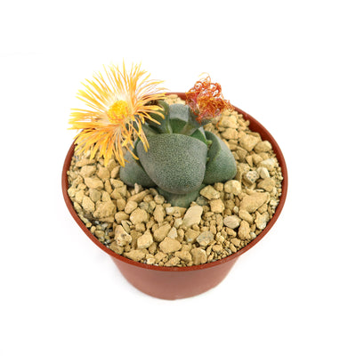 Split Rock Succulent 'Pleiospilos nelii' mesembs - Fast Delivery