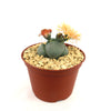 Split Rock Succulent &