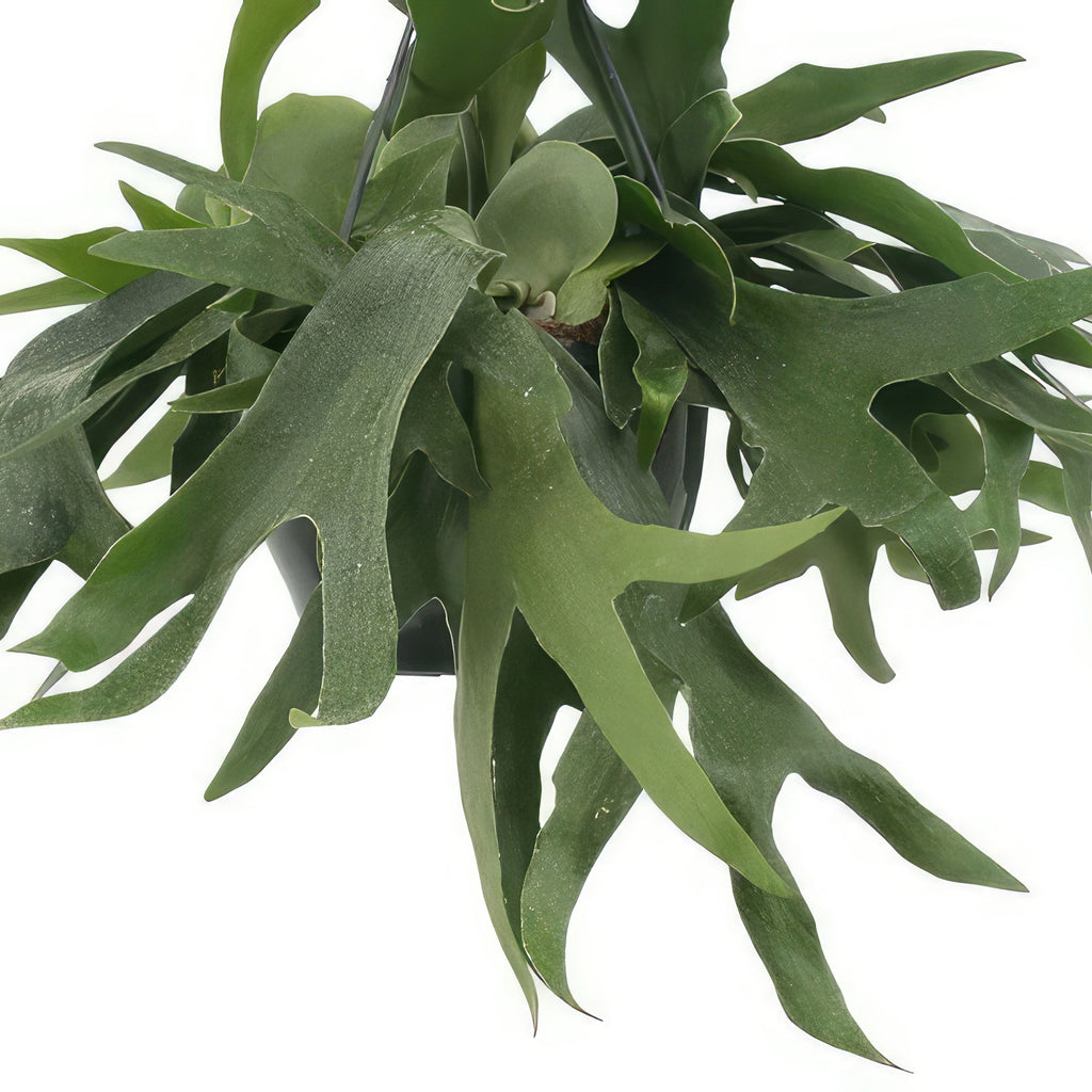 Staghorn Ferns Plants ‘Platycerium bifurcatum’