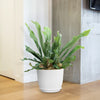 Staghorn Ferns Plants ‘Platycerium bifurcatum’