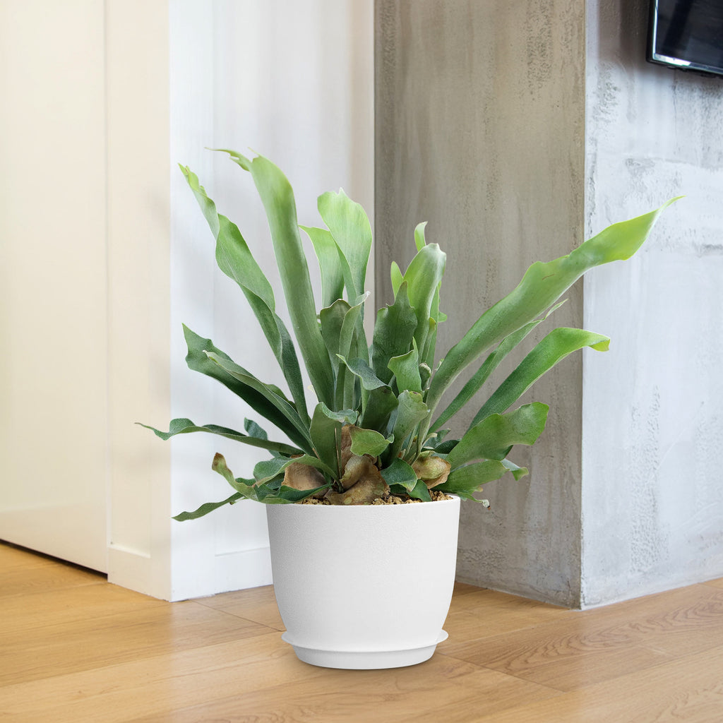 Staghorn Ferns Plants ‘Platycerium bifurcatum’