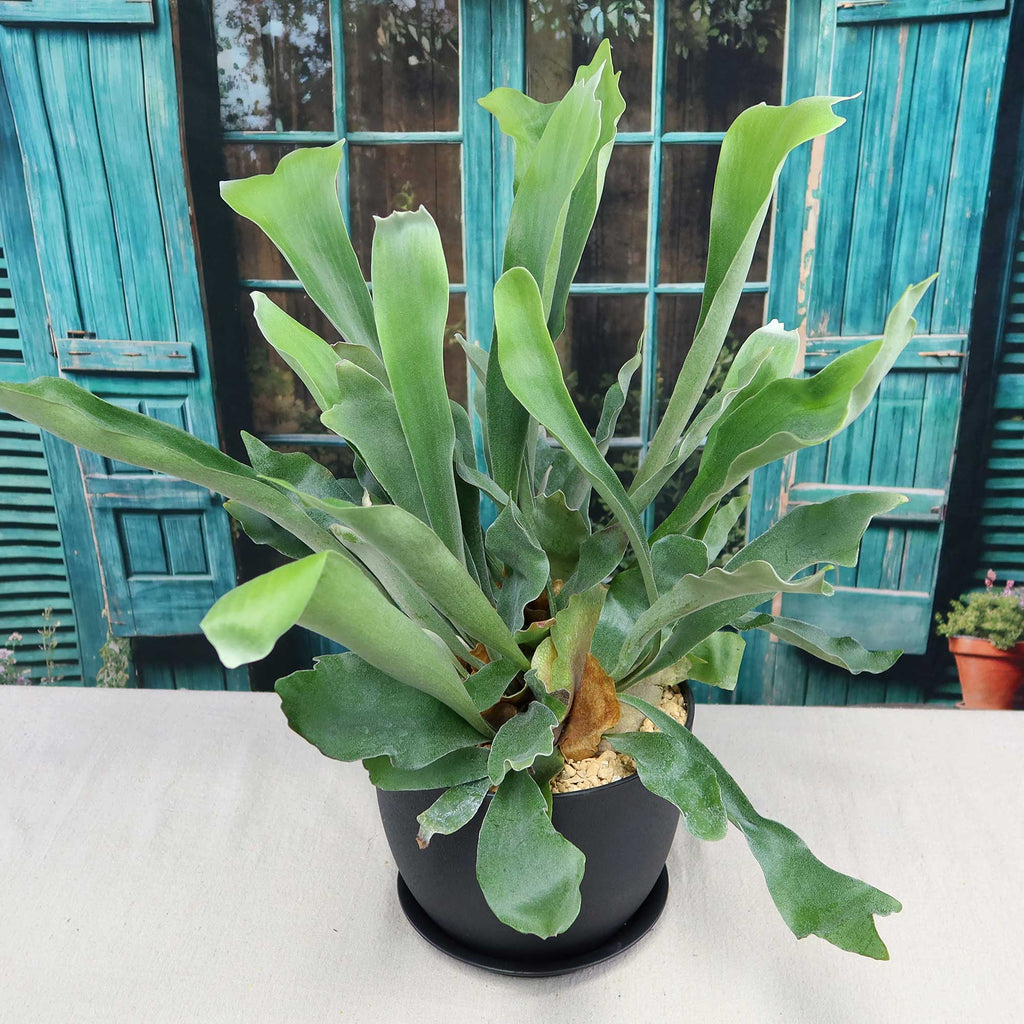 Staghorn Ferns Plants ‘Platycerium bifurcatum’