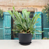 Staghorn Ferns Plants ‘Platycerium bifurcatum’