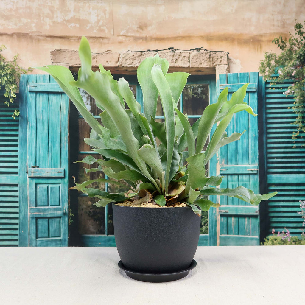 Staghorn Ferns Plants ‘Platycerium bifurcatum’