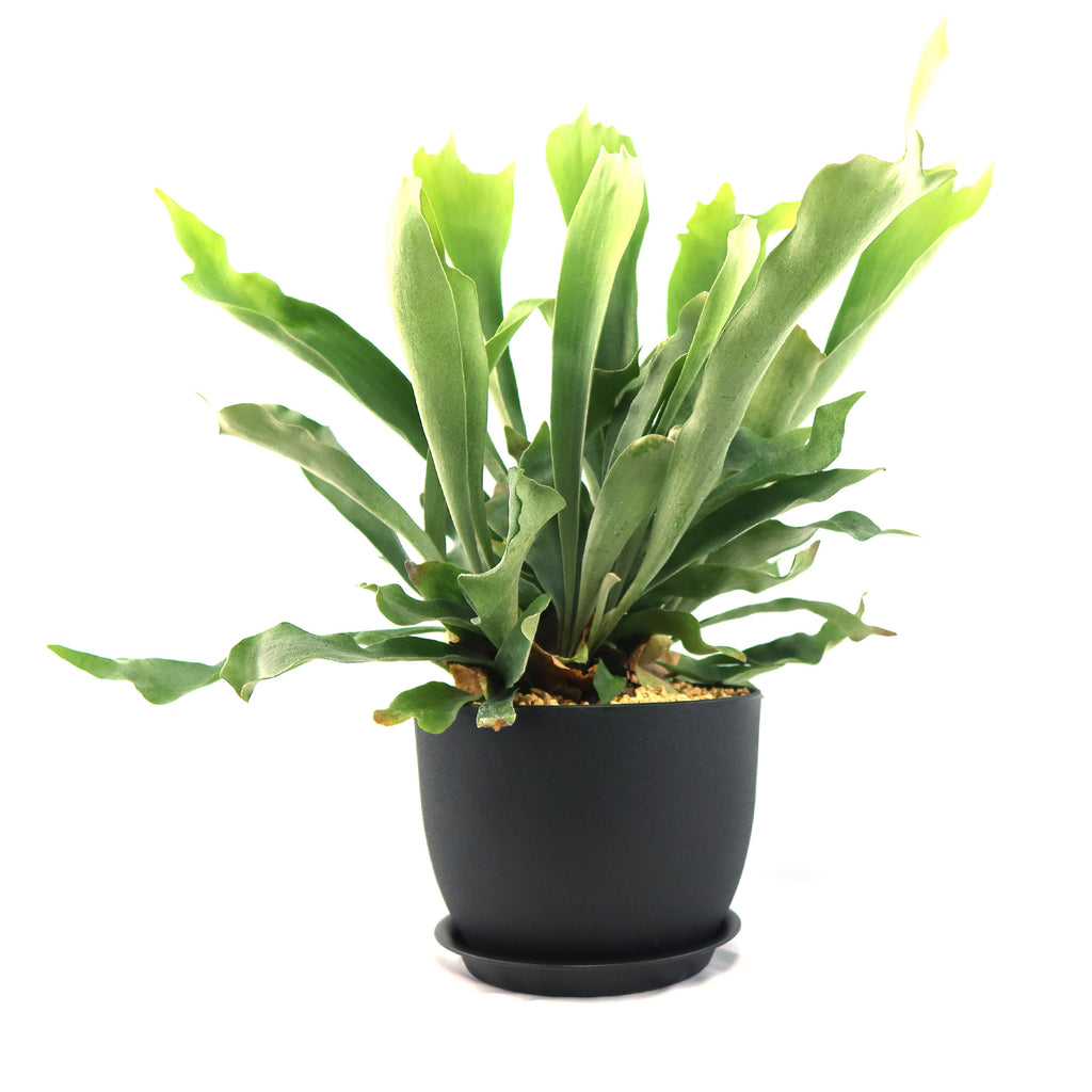Staghorn Ferns Plants ‘Platycerium bifurcatum’