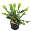 Staghorn Ferns Plants ‘Platycerium bifurcatum’