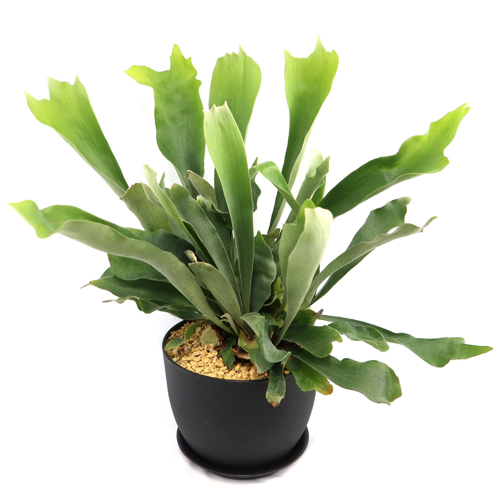 Staghorn Ferns Plants ‘Platycerium bifurcatum’