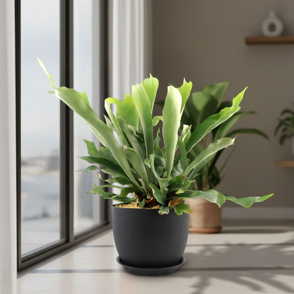 Staghorn Ferns Plants ‘Platycerium bifurcatum’