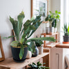 Staghorn Ferns Plants ‘Platycerium bifurcatum’