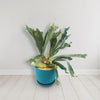 Staghorn Ferns Plants ‘Platycerium bifurcatum’