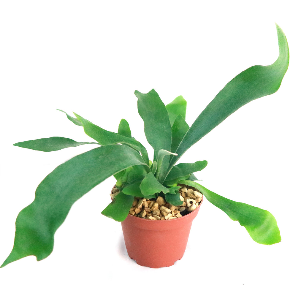 Staghorn Ferns Plants ‘Platycerium bifurcatum’