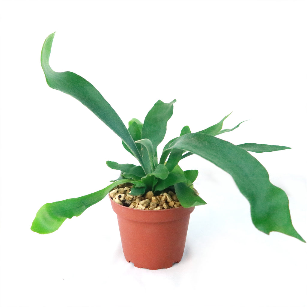 Staghorn Ferns Plants ‘Platycerium bifurcatum’
