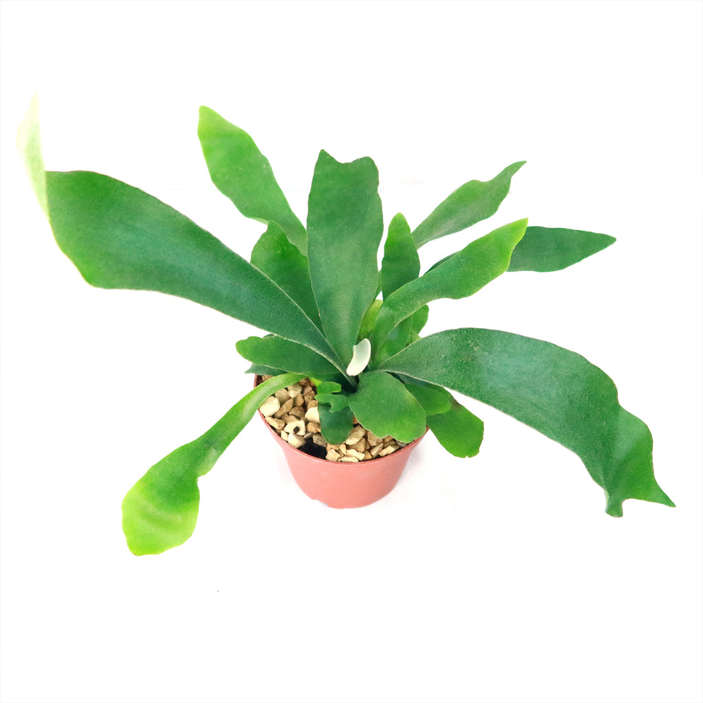 Staghorn Ferns Plants ‘Platycerium bifurcatum’