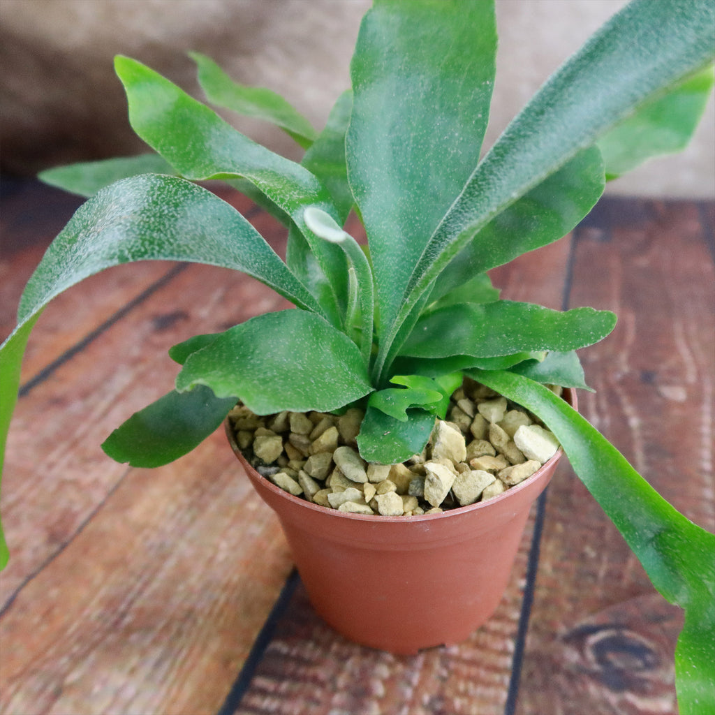 Staghorn Ferns Plants ‘Platycerium bifurcatum’
