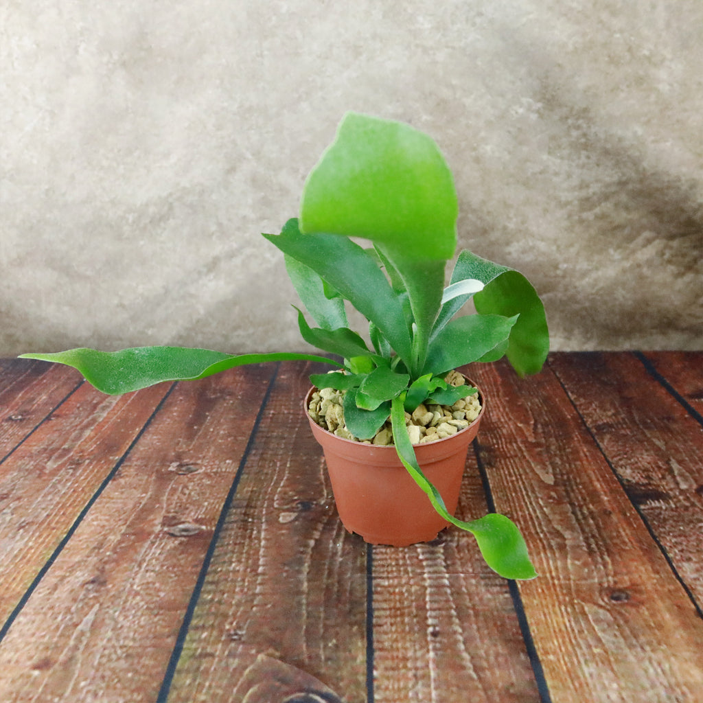 Staghorn Ferns Plants ‘Platycerium bifurcatum’