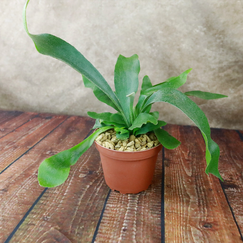 Staghorn Ferns Plants ‘Platycerium bifurcatum’